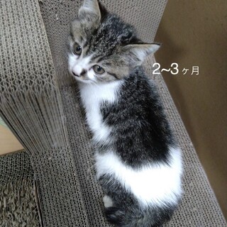 終生飼える方求む