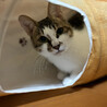 12/22高田馬場★ミニーちゃん★元お母さん猫です サムネイル4