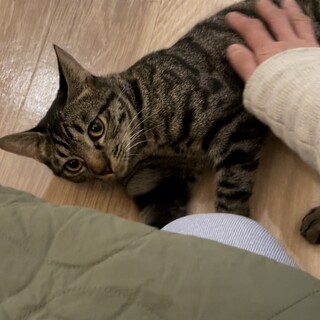 ゴロスリ甘えたガール可愛い女の子