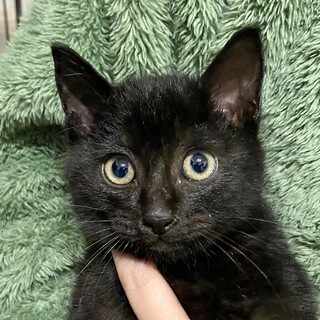 とにかく超甘えん坊で人が大好きネオ君