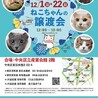 【12/1東日本橋】人が大好き甘えん坊♡万寿くん サムネイル7