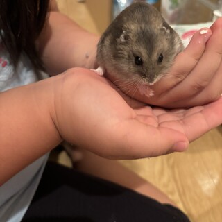 パールハムスター　オス