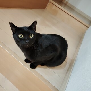 めちゃかわいい黒猫たち