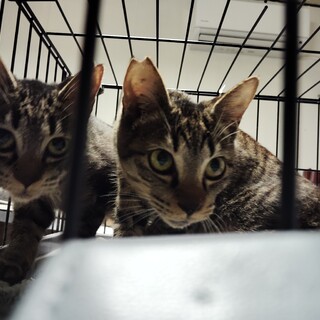 かわいいキジトラの男の子♪