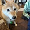 今日のあぐりさん　保護犬　11歳になりました