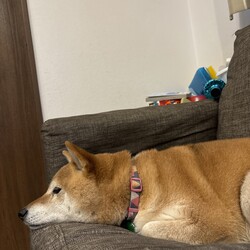 本日もうるわしいあぐりさん