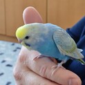 セキセイインコ（レインボー）里親募集