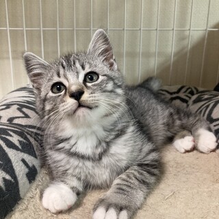 ライム君応募多数の為一旦募集を休止させて頂きます