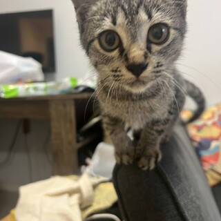 キジトラ　グレー　メス　4ヶ月