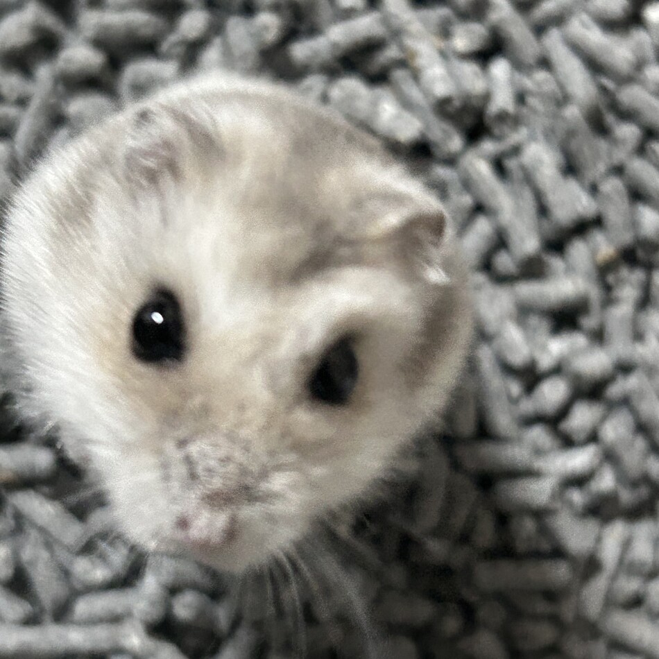つむぎちゃんのカバー写真