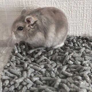 保護ハムスターの里親を募集