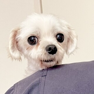 マルチーズ　♀  ６歳