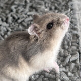 保護ハムスターの里親募集