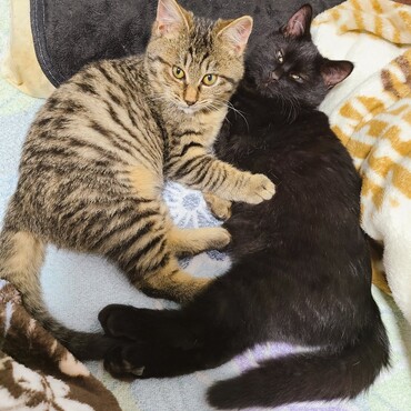 仲のいい２匹、ずっとのおうち探してます！