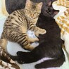 仲のいい２匹、ずっとのおうち探してます！