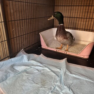 他の子と仲良くできない凶暴合鴨