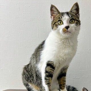 トライアル決定しました