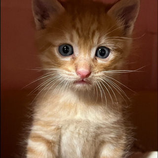 　新規受付一時停止　　４人兄弟（大）