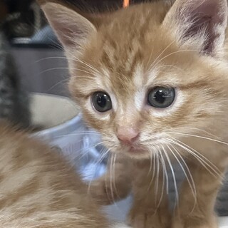 新規受付一時停止　４人兄弟（福）