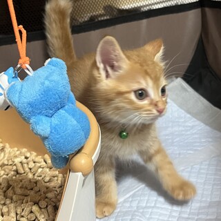 　新規受付一時停止　　４人兄弟（翔）