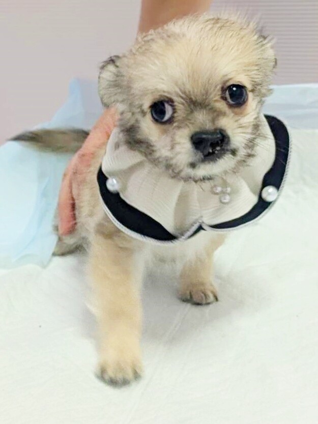 保護犬ナンバーD1648」神奈川県 - 犬の里親募集(504927) 3枚目