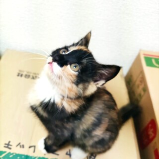 三毛猫　メス　生後２か月くらい　馴れてます。