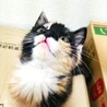 三毛猫　メス　生後２か月くらい　馴れてます。 サムネイル2