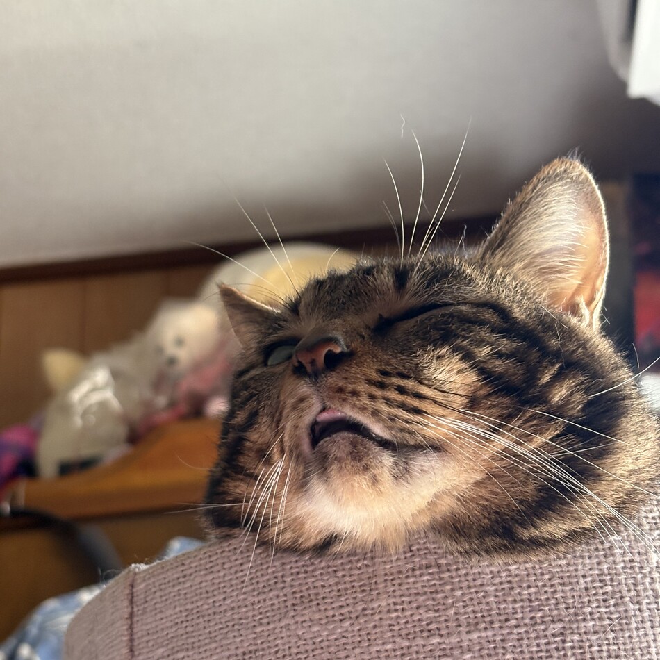 ソルのカバー写真