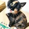 三毛猫　メス　生後２か月くらい　馴れてます。 サムネイル3