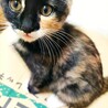 三毛猫　メス　生後２か月くらい　馴れてます。 サムネイル4