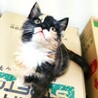 三毛猫　メス　生後２か月くらい　馴れてます。 サムネイル5
