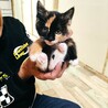 三毛猫　メス　生後２か月くらい　馴れてます。 サムネイル6
