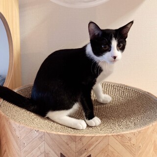 12/1譲渡会　はちわれの女の子　5ヶ月　梅