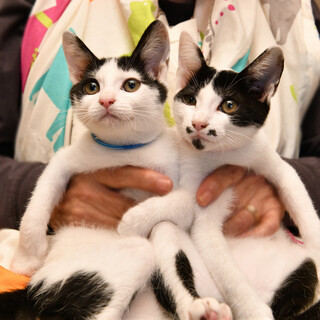 人馴れ抜群甘えん坊で飼いやすいペコちゃんポコ君