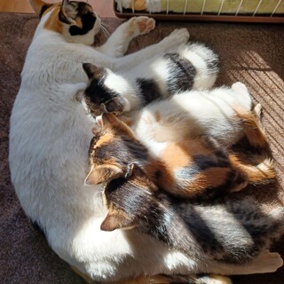 子猫の里親募集です！