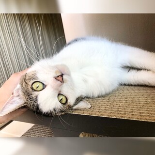 随時譲渡会でお見合い可♡撫で好き楓ちゃん