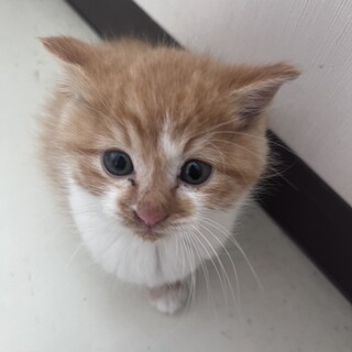 子猫♡人懐こい茶白ちゃん