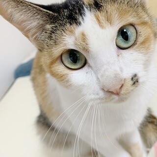 ★里親様決定!★おとなしくて美人な❤みけちゃん