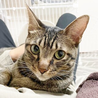 ★里親様決定!★供血猫引退！第二の人生を！マー君