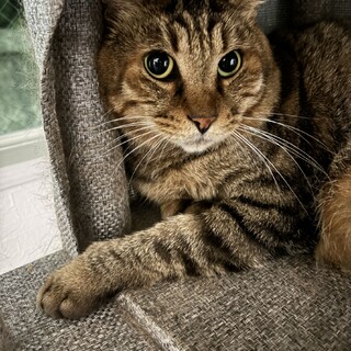 落ち着いた成猫の男のコ 赤い糸のご縁募集中！