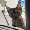 美猫！スモアちゃん サムネイル5