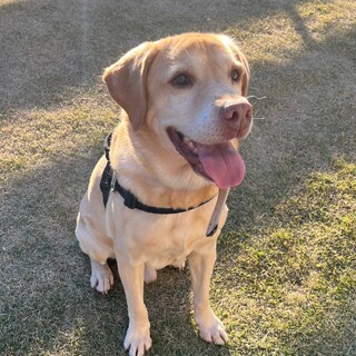 人懐っこくいつもニコニコで小ぶりなラブ君