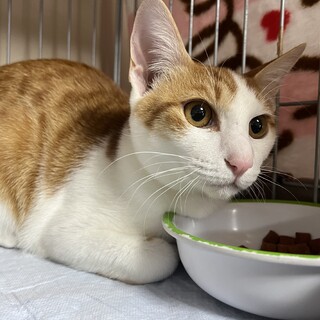 里親決定です。茶白のちくわ君去勢済み