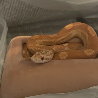 コーンスネーク(アルビノ）