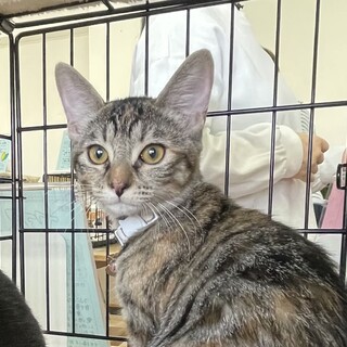 まん丸お顔が愛くるしい女子❤️レイディ