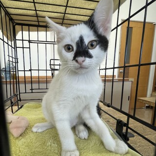 人見知りなし少しおっとり甘えん坊⭐️コーン