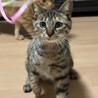 遊び大好き猫大好き❤️キジトラめいちゃん サムネイル2