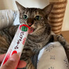 遊び大好き猫大好き❤️キジトラめいちゃん サムネイル4