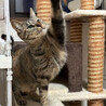 遊び大好き猫大好き❤️キジトラめいちゃん サムネイル6