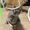 遊び大好き猫大好き❤️キジトラめいちゃん サムネイル7